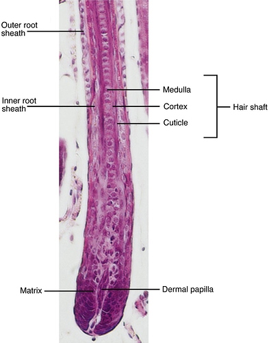 Structure-of-a-mature-anagen-hair-follicle-Hematoxylin-and-eosin-stained-paraffin (1)