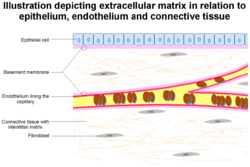 Extracellular Matrix.png250x167